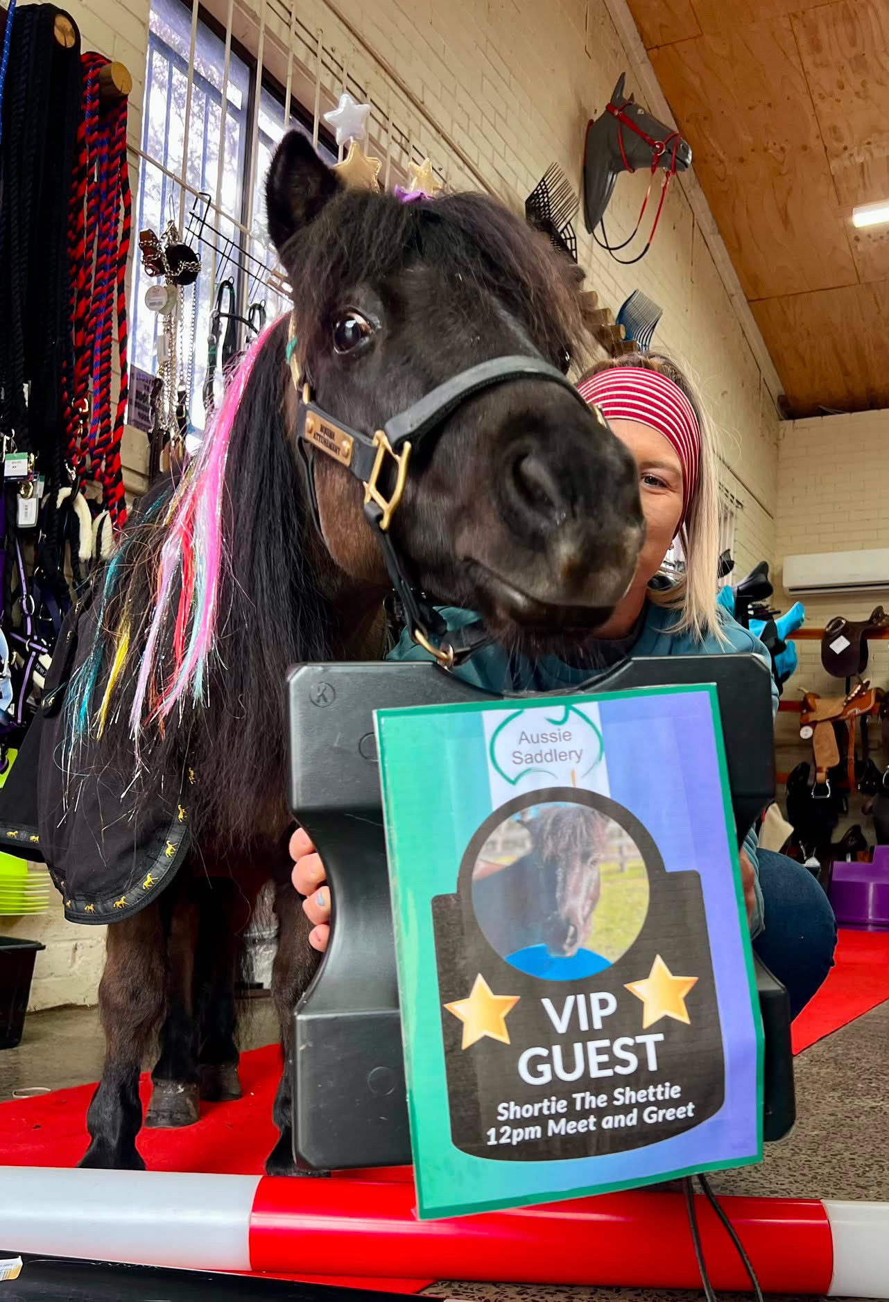 Shortie The Shettie at Aussie Saddlery doing his VIP red carpet walk 